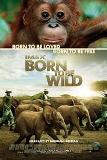 Click image for larger version

Name:	born-to-be-wild.jpg
Views:	2
Size:	5.9 KB
ID:	39302